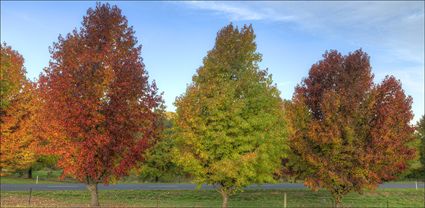 Colours of Autumn - Stanley - VIC T (PBH4 00 13487)